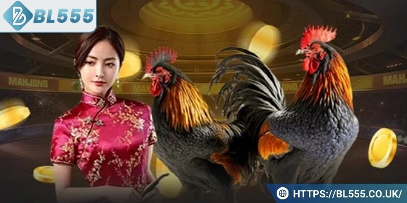 Bí kíp chinh phục cá cược đá gà Thomo trực tuyến hiệu quả