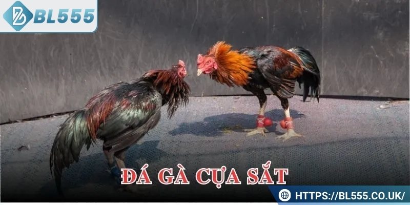 Đá gà cựa sắt và những điều hấp dẫn nhất nhất